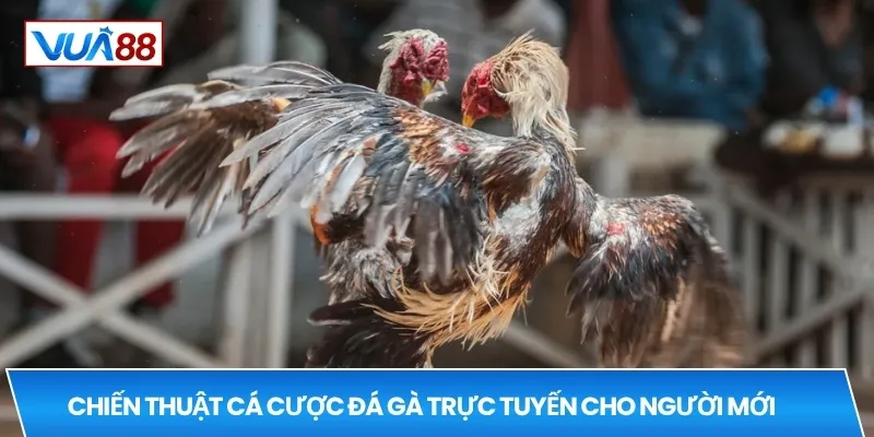 Chiến thuật cá cược đá gà trực tuyến cho người mới