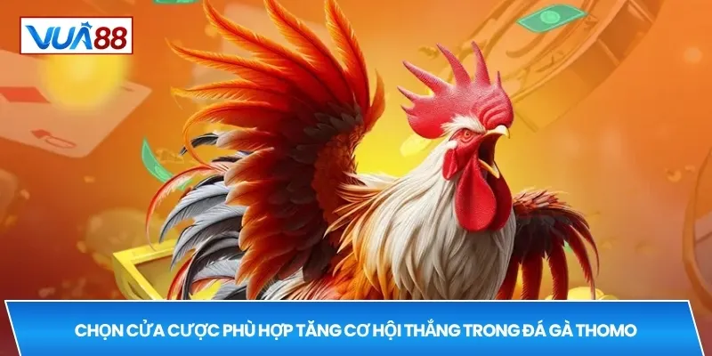 Chọn cửa cược phù hợp tăng cơ hội thắng trong đá gà thomo