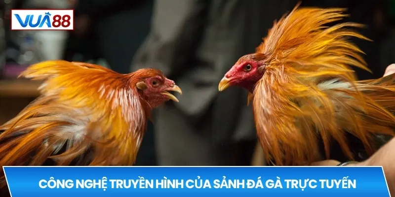 Công nghệ truyền hình của sảnh đá gà trực tuyến