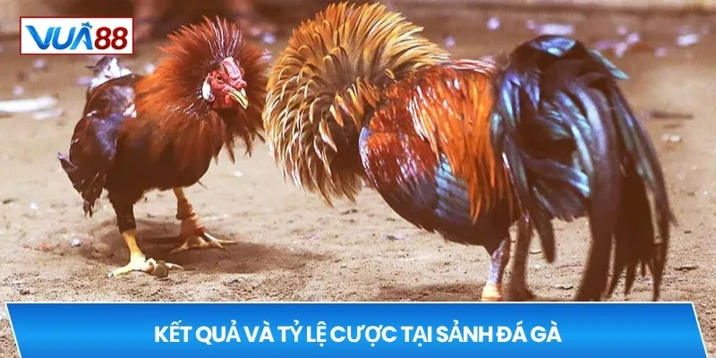 Kết quả và tỷ lệ cược tại sảnh đá gà