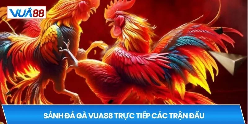 Sảnh đá gà VUA88 trực tiếp các trận đấu